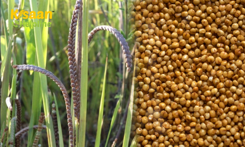 Kodo Millets (कोदो बाजरा) 